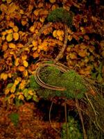 Natale tempo nel il giardino foto