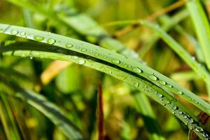 vicino su di fresco di spessore verde erba con rugiada gocce presto nel il mattina. sfondo di acqua gocce su impianti. bagnato erba dopo pioggia foto