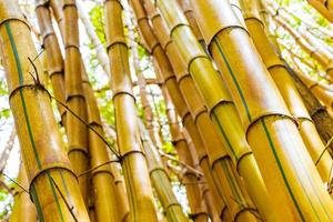 alberi di bambù giallo verde foresta tropicale san jose costa rica.
