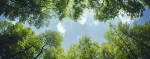 guardare su a il verde cime di alberi, generativo ai foto