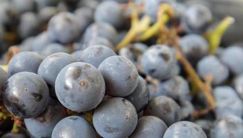 raccolta di uve mature. sfondo di uve da vino rosso. foto