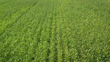 verde Grano cresce nel il campo. campo di Grano foto