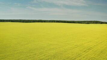 giallo mostarda campo. blu cielo sopra un' mostarda campo nel rurale Idaho, Stati Uniti d'America. foto