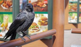 vista ravvicinata di un uccello nero, un corvo in piedi su una ringhiera di legno. foto