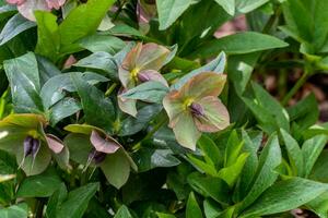 bellissimo fioritura elleboro su un' primavera giorno, elleboro orientalis foto