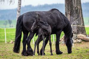 nero cavalla e puledro nel il pascolo. foto