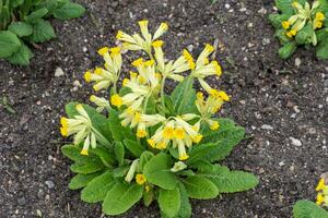 giallo primula fiore, primula veris. fioritura primavera fiori. foto