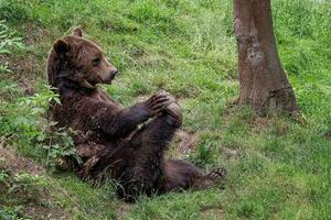 riposo Marrone orso, ursus arctos nel il foresta foto