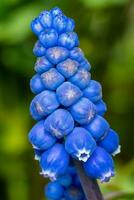 blu muscari fiore nel primavera giardino foto