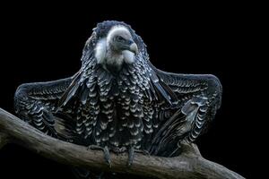 ruppell's grifone avvoltoio, zingari rueppellii isolato su nero sfondo foto