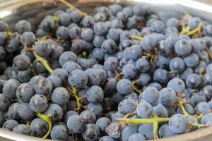 raccolta di uve mature. sfondo di uve da vino rosso. foto