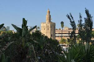 torre del oro trad. Torre di oro nel sevilla foto