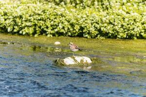 uccello - poco inanellato piviere charadrius dubbio nel il selvaggio foto