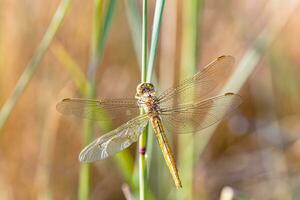 bellissimo sfondo con un' libellula su un' pianta foto