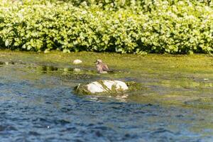 uccello - poco inanellato piviere charadrius dubbio nel il selvaggio foto