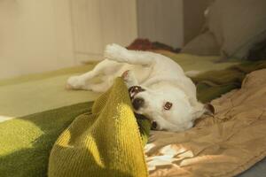 tema con un' di razza cane - foto per vario temi con cani