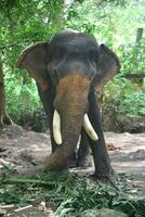 asiatico elefanti su kerala elefante campo azione immagini. foto