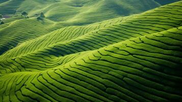 ai generato verde tè piantagione, superiore Visualizza struttura foto