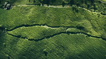 ai generato verde tè piantagione, superiore Visualizza struttura foto