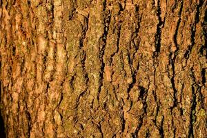 un' vicino su di il abbaiare di un' albero foto