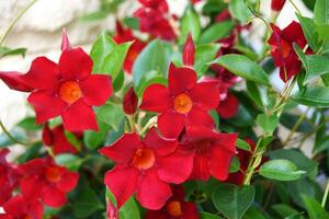 piccolo rosso fiori di diplademia sanderi foto