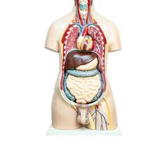 umano corpo modello anatomia per medico formazione corso, insegnamento medicina formazione scolastica. foto