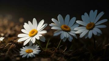 ai generativo bellissimo margherita fiore o bellis perennis io, o compositae fioritura nel il parco durante luce del sole foto