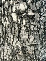 vicino su strutturato Cracked albero abbaiare tronco parete per copertina sfondo, sfondo, o fondale isolato su verticale rapporto Immagine. naturale oggetto grungy struttura. foto