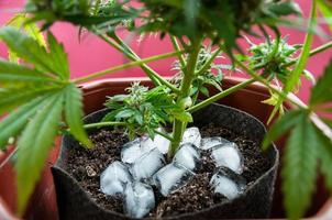 cannabis medica con cubetti di ghiaccio attorno allo stelo principale prima del raccolto foto