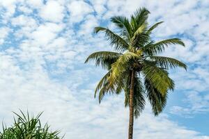 Noce di cocco alberi palme contro il blu cielo di India foto