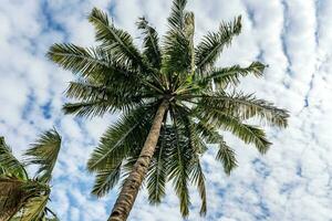 Noce di cocco alberi palme contro il blu cielo di India foto