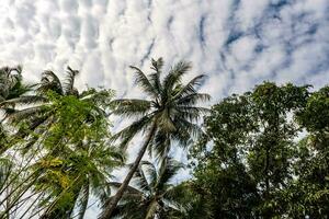 Noce di cocco alberi palme contro il blu cielo di India foto