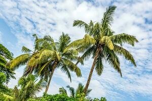 Noce di cocco alberi palme contro il blu cielo di India foto