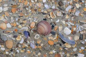 un' varietà di conchiglie su il spiaggia foto