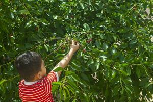 poco ragazzo raccolta ciliegia a partire dal albero nel giardino. 6 anni vecchio mezzo orientale ragazzo scelte crudo ciliegia frutta. famiglia avendo divertimento a raccogliere volta. foto