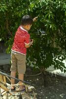 poco ragazzo raccolta ciliegia a partire dal albero nel giardino. 6 anni vecchio mezzo orientale ragazzo scelte crudo ciliegia frutta. famiglia avendo divertimento a raccogliere volta. foto