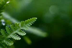 verde felce foglie, selettivo messa a fuoco contro verde bokeh giardino sfondo, con copia spazio. generativo ai. foto