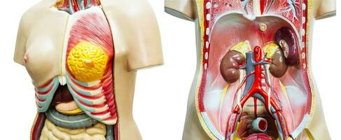 umano corpo anatomia organo modello isolato su bianca sfondo per studia formazione scolastica medico corso. foto