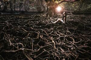 asiatico ragazza e leggero palla con il radici di un' grande albero quello cresce più grande foto