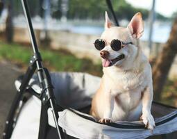 contento Marrone corto capelli chihuahua cane indossare occhiali da sole, in piedi nel animale domestico passeggino nel il parco. sorridente felicemente. foto