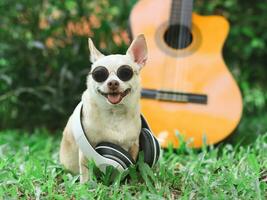 contento Marrone corto capelli chihuahua cane indossare occhiali da sole e cuffie in giro collo, seduto con acustico chitarra su verde erba nel il giardino, sorridente . foto