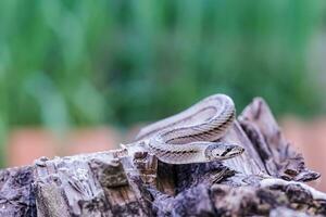 un' piccolo serpente fotografato a vicino gamma esso è un' posto quello arriva su per trova cibo durante il giorno. chi siamo a rischio di diventare vittime di piccolo serpente cacciatori. foto