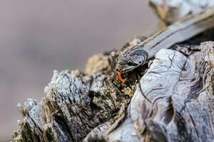 un' piccolo serpente fotografato a vicino gamma esso è un' posto quello arriva su per trova cibo durante il giorno. chi siamo a rischio di diventare vittime di piccolo serpente cacciatori. foto