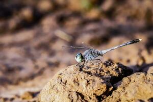 macro Immagine di un' libellula seduta su un' roccia nel il pomeriggio. foto