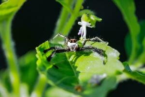 macro Immagine di un' piccolo ragno in attesa per catturare suo preda su un' foglia. foto