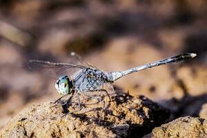 macro Immagine di un' libellula seduta su un' roccia nel il pomeriggio. foto