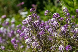 vicino su di di stagione fiori foto