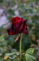 fioritura rosa fiore nel il giardino foto