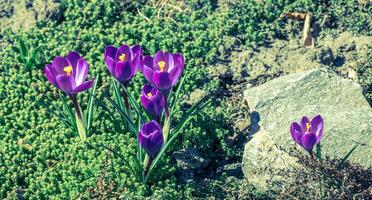 croco fiori su il letto di fiori foto