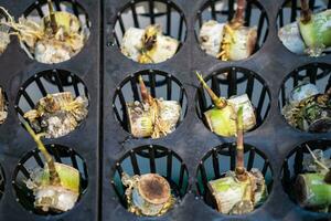 il sperimentare di piantare canna nel laboratorio. foto